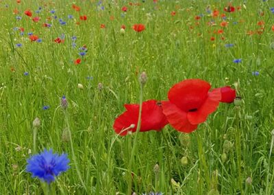 Die utp Wildblumenwiese