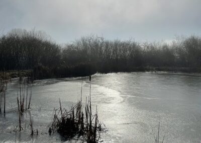 Der Naturteich der utp im Winter